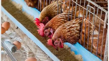 Tavuk Çiftliği Kurulumunda Dikkat Edilmesi Gerekenler