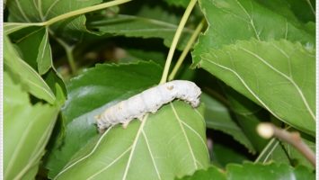İpek Böceği Yetiştiriciliği Nasıl Yapılır?